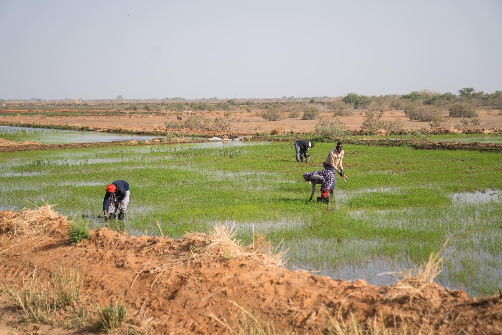 IFC AgCelerant And Bank Of Africa Partner To Boost Rice Production In